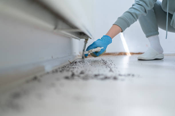 Best Rat Extermination Near Me  in San Bruno, CA